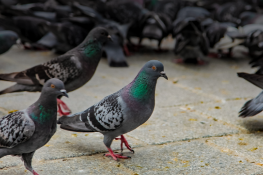 Por Que Instalar Telas de Proteção Contra Pombos é Essencial para Sua Indústria