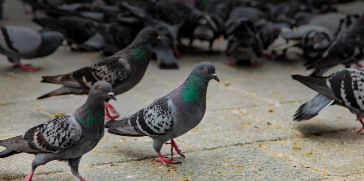 Por Que Instalar Telas de Proteção Contra Pombos é Essencial para Sua Indústria