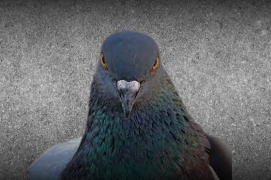 Manutenção e Durabilidade das Telas de Proteção Contra Pombos