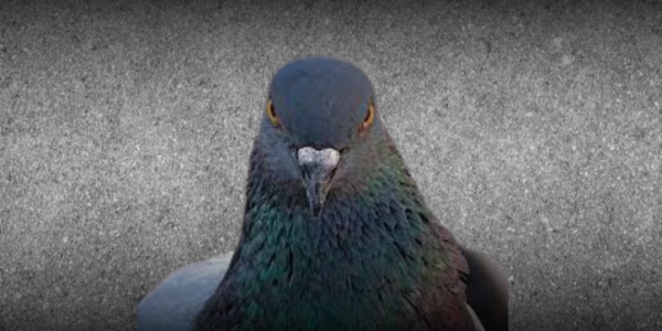 Manutenção e Durabilidade das Telas de Proteção Contra Pombos