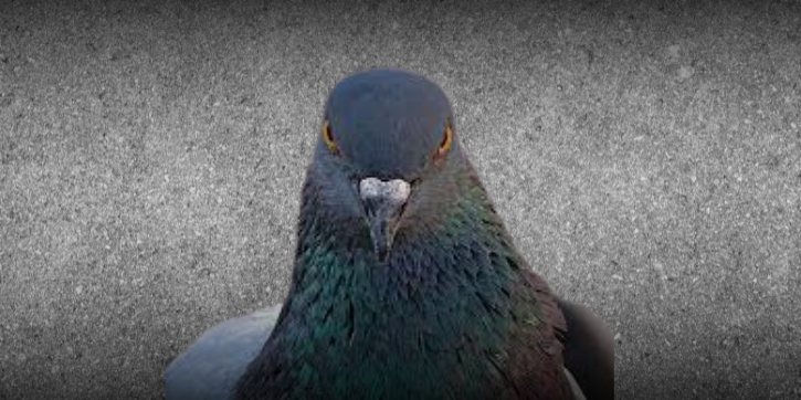 Manutenção e Durabilidade das Telas de Proteção Contra Pombos